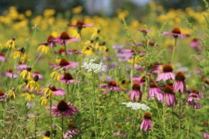 2018 Prairie Walk