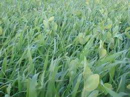 Cover Crops Field Day